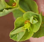 Warty spurge